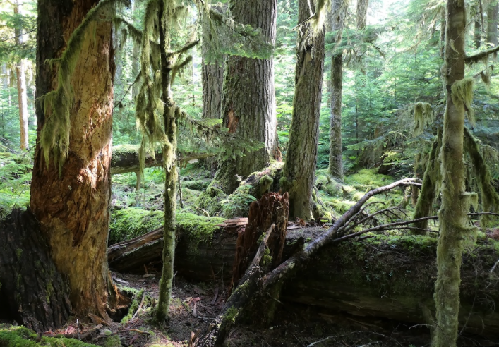 Screenshot of Capstone